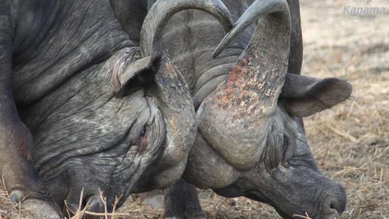 4 Day Kapama Buffalo Camp Safari